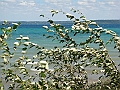 Western Michigan [2010] 563